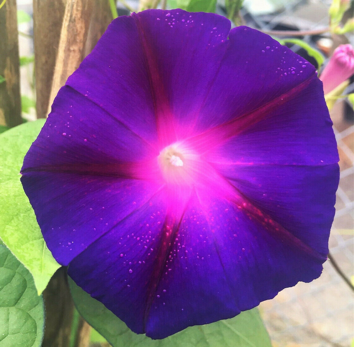 Grandpa Ott’s Purple Morning Glory Seeds | Ipomoea Vine Garden Flower Seed 2024