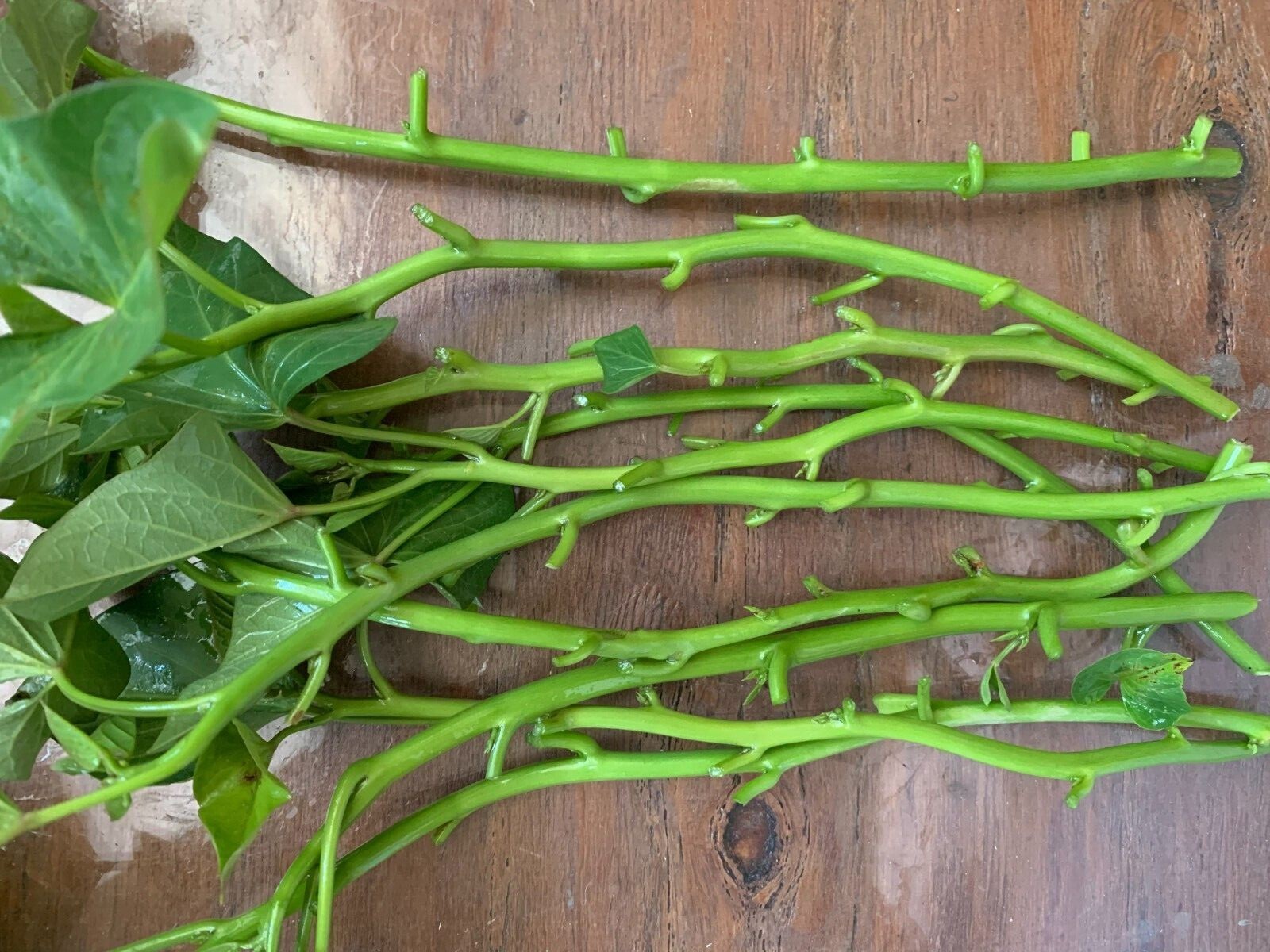20 Edible Sweet Potato Plant Vine, Beauregard Sweet Potato slip Cuttings