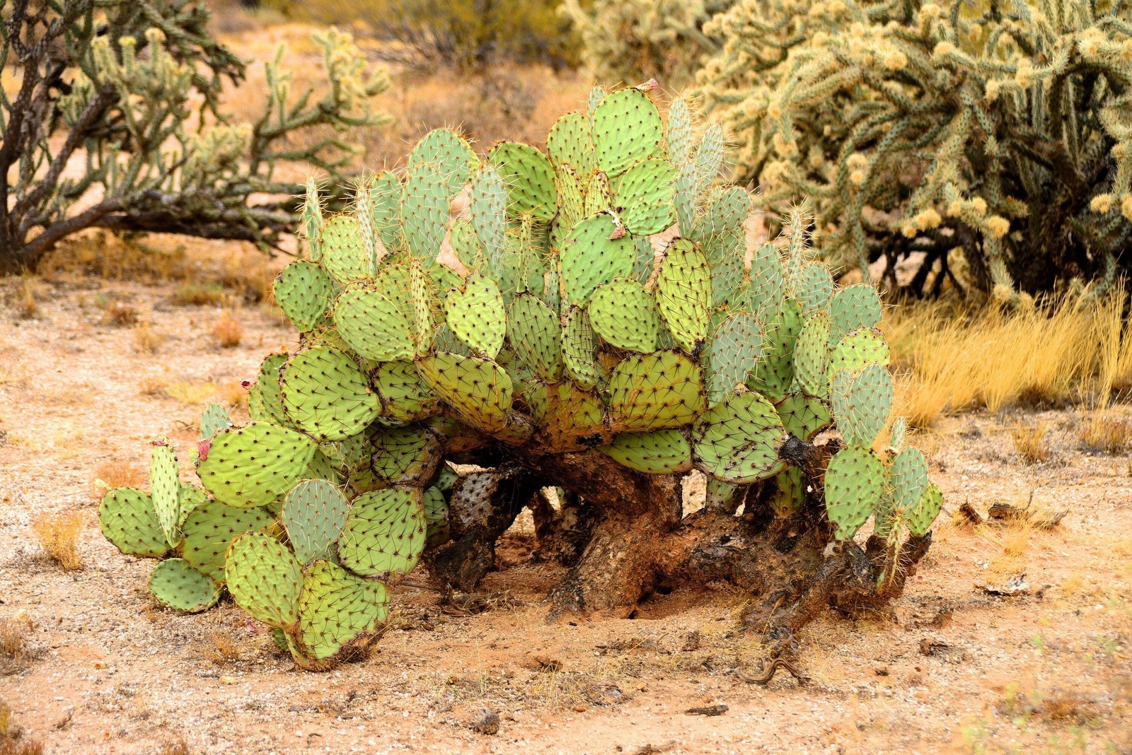 10 Yellow PRICKLY PEAR CACTUS Opuntia Ficus-Indica Flower Seeds