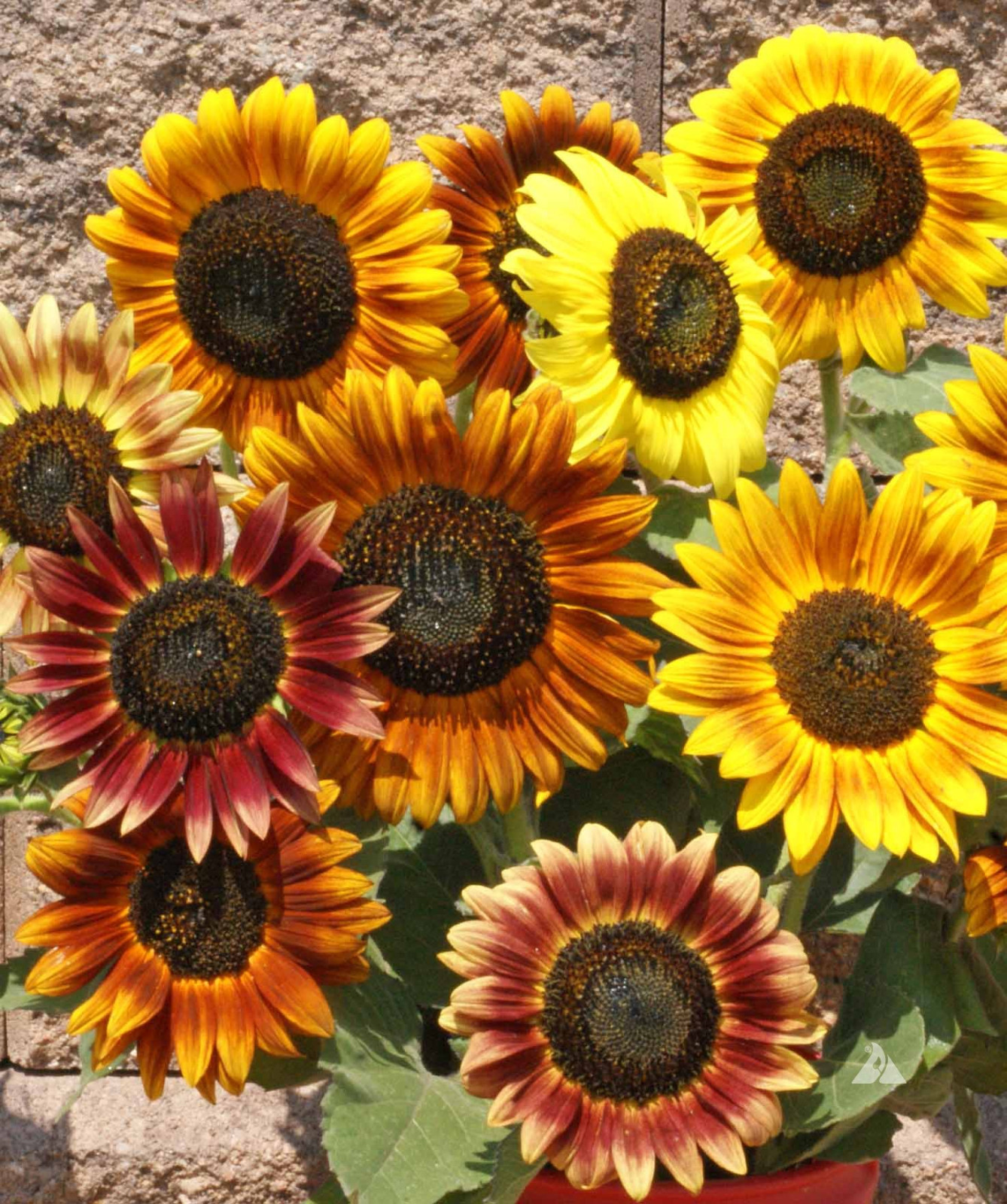 AUTUMN BEAUTY SUNFLOWER SEEDS * 60 INCHES * UP TO 8 INCHES ACROSS IN MIXTURE *