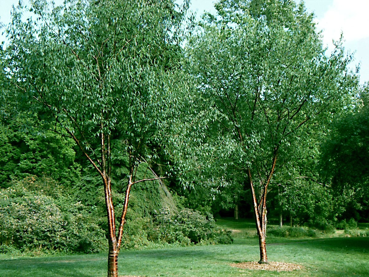 Tibetan Paper Birchbark Cherry Tree Seeds Prunus serrula Hardy Shiny Bark Plant