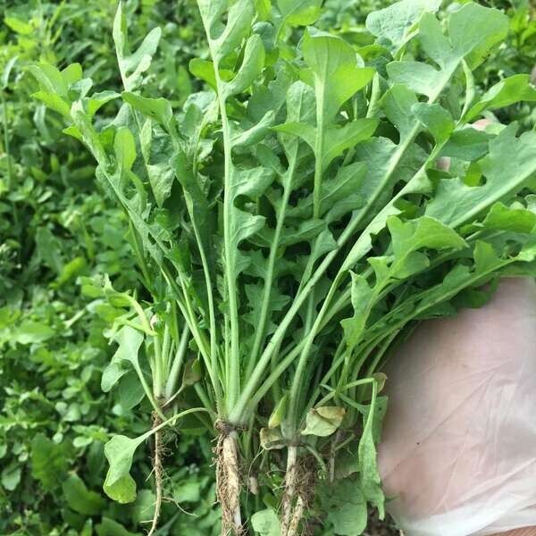 1000+Shepherd’s Purse Capsella Bursa-pastoris Ji Cai seeds大叶荠菜种子-2023!