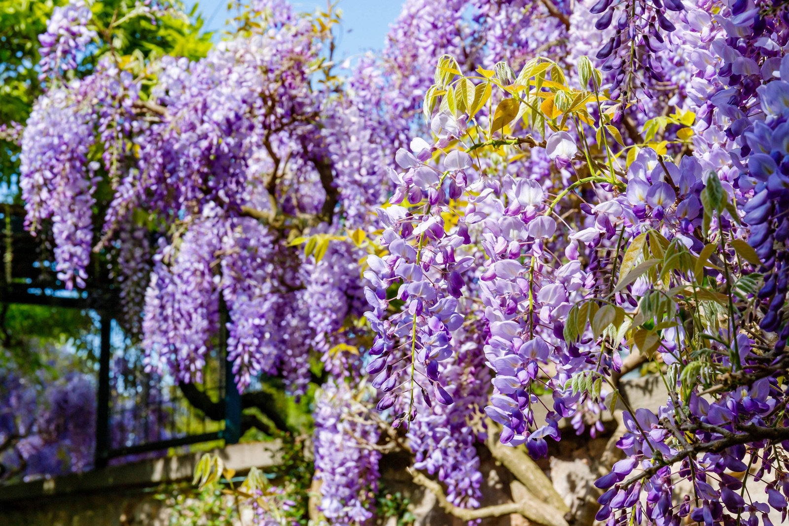 5 BLUE CHINESE WISTERIA Sinensis Ornamental Vine Blue Violet Purple Flower Seeds