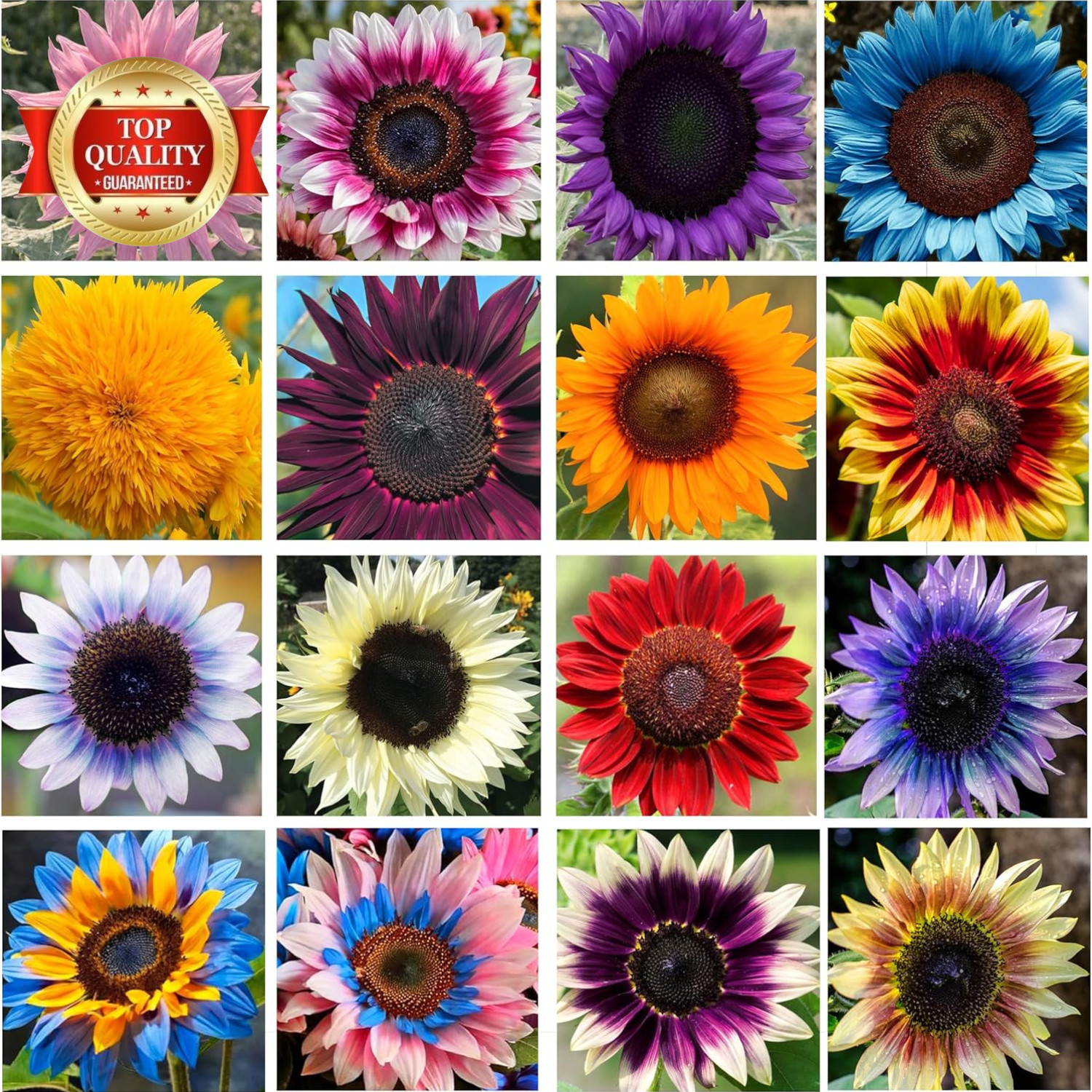 Giant Sunflower Seeds Mix (200+ Seeds) – Red, Purple, Pink Heirloom Varieties fo