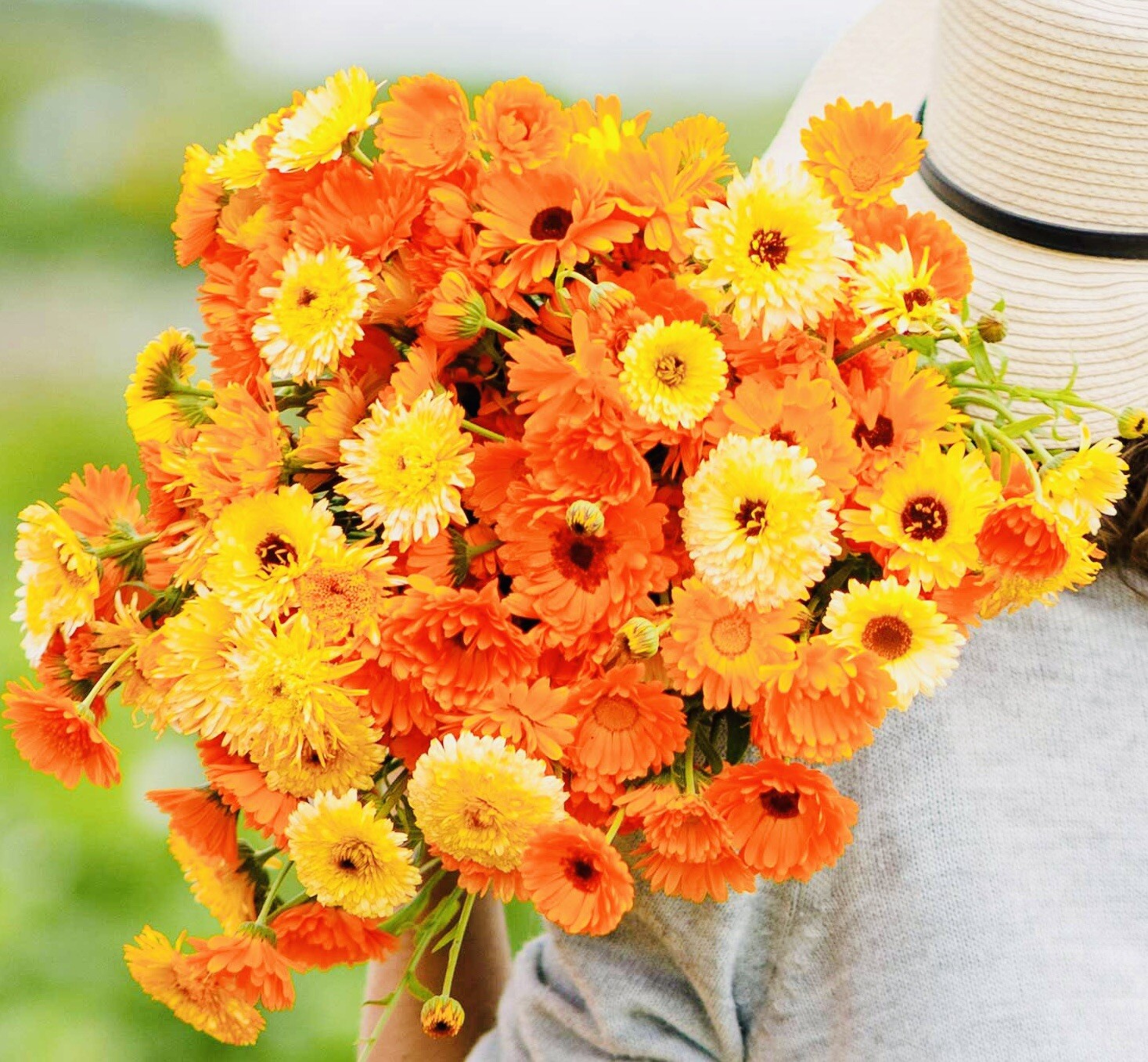 CALENDULA PACIFIC BEAUTY MIX FLOWER SEEDS FRESH HARVEST NON GMO FREE SHIPPING