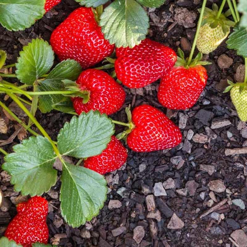 20 Seascape Strawberry Everbearing Bare Roots – Fragaria x ananassa