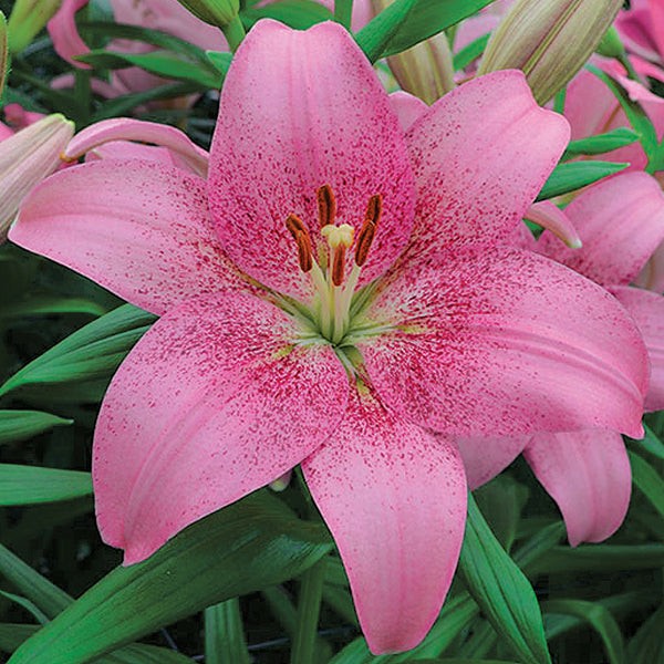 Lilium Asiatic Tango Lily Pink Brush 3 Flower Bulbs – Summer Pink Blooms in Sun