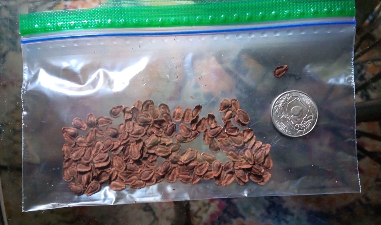 Common Milkweed Seeds, Attract Monarch Butterflies, Native Wildflower, Easy Grow