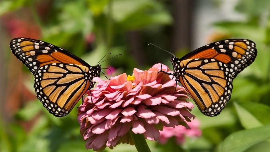 Sow in Spring/Fall. Mixed Wildflower Seed Attract Bees,Attract Butterflies,Po…