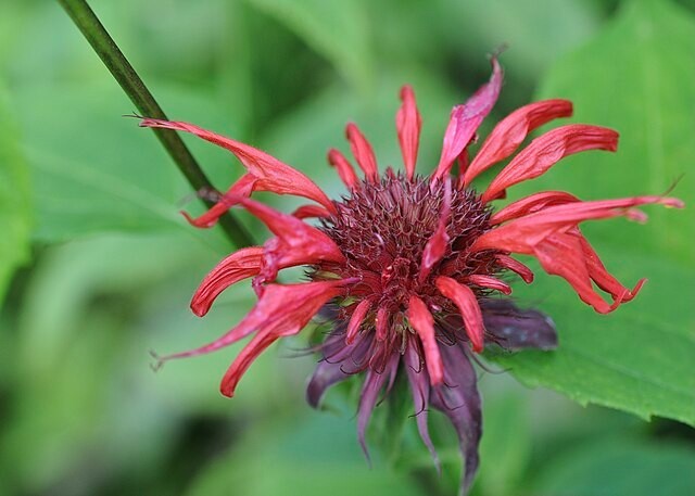 Monarda didyma | Scarlet Beebalm | 50 Seeds