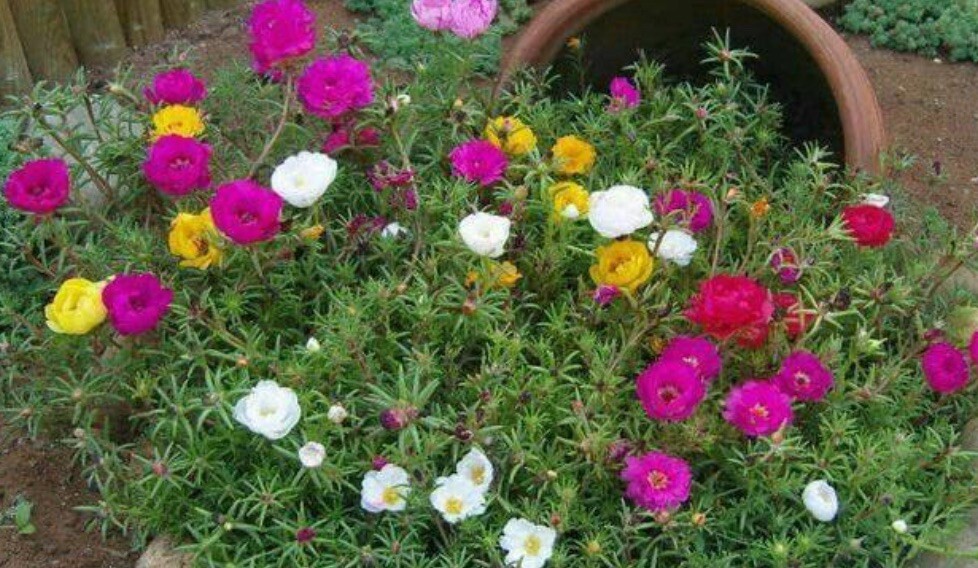 2000+ SEEDS MOSS Rose Double Mix ColorSeeds Portulaca grandiflora Buy2Get1FREE
