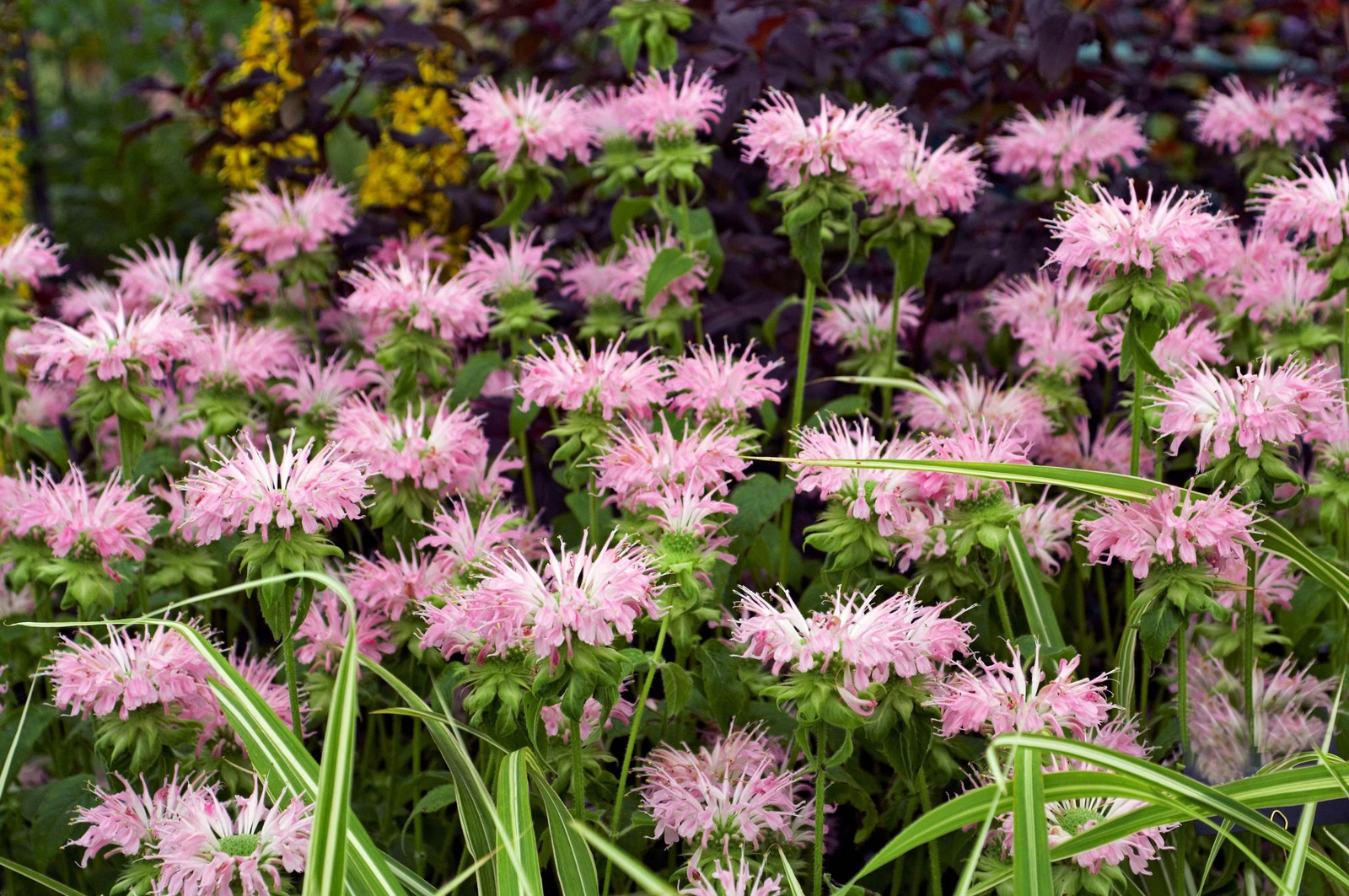 25 BEE BALM MIX Lemon Hummingbird Mint Monarda Didyma Mixed Colors Flower Seeds