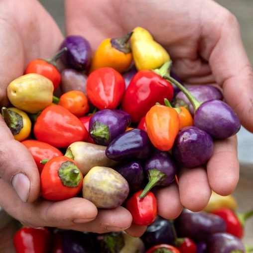 Chinese five Color Hot Pepper. 10 Seeds Free Shipping!