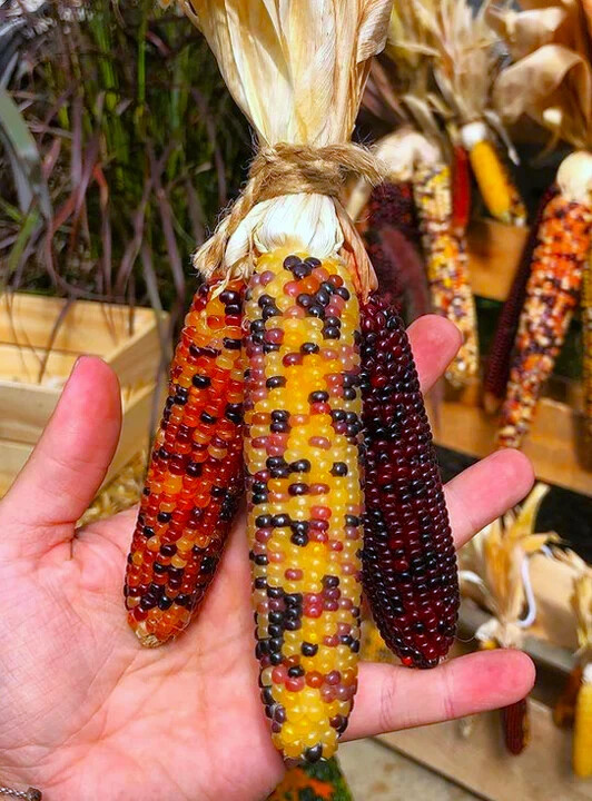 INDIAN FINGERS Miniature Ornamental Corn Seeds~COLORFUL~POPCORN /DECORATION