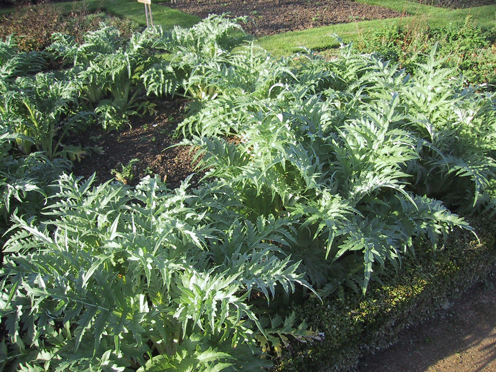 Globe Artichoke, Cynara scolymus, Seeds