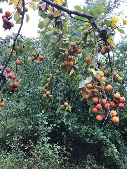 10 JAPANESE PERSIMMON TREE SEEDS (Diospyros Kaki) Asia Hardy Garden Fruit Plant