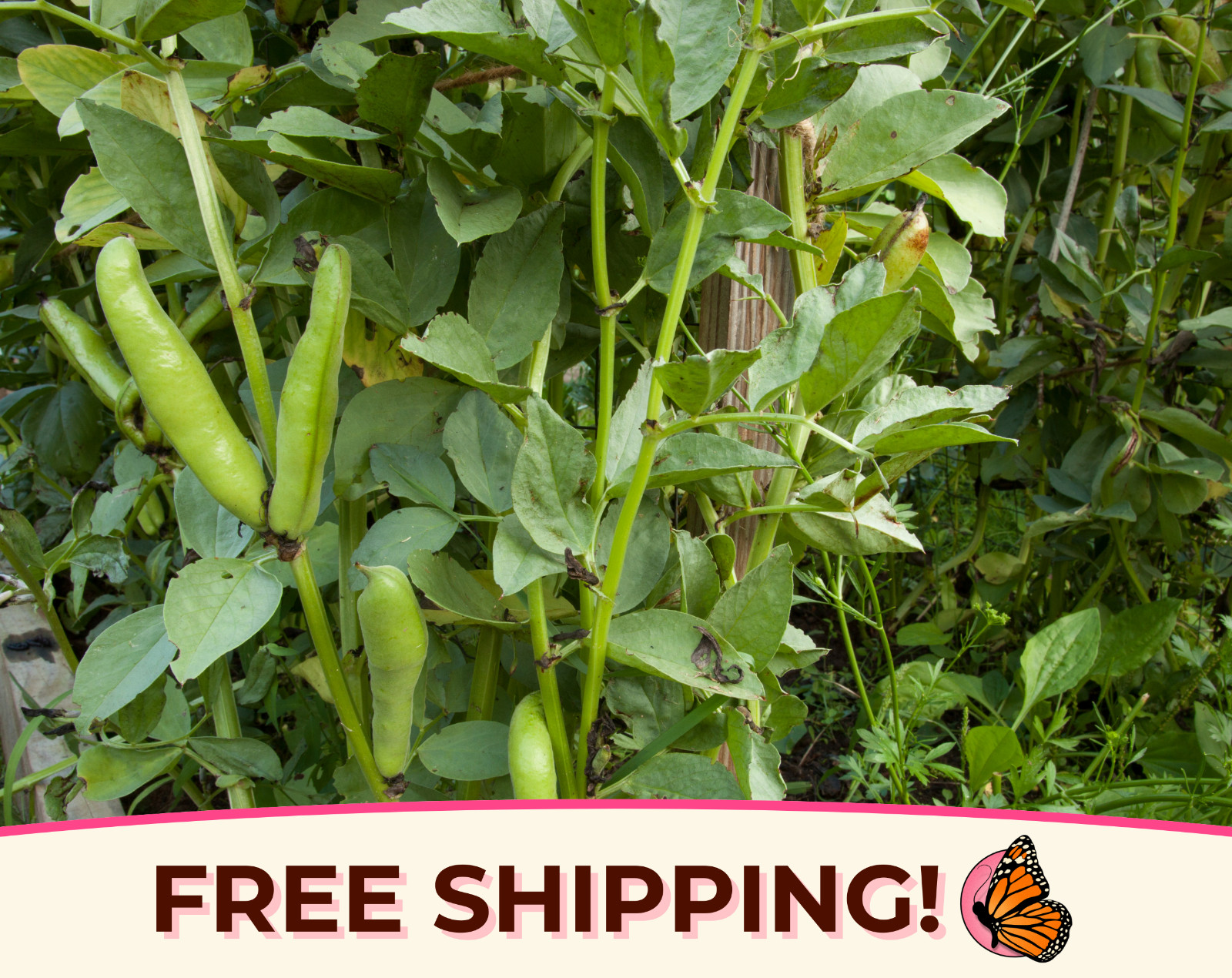 10+ Fava Bean Seeds ‘Broad Windsor’ | Heirloom, Non-GMO, Vegetable Garden Seed