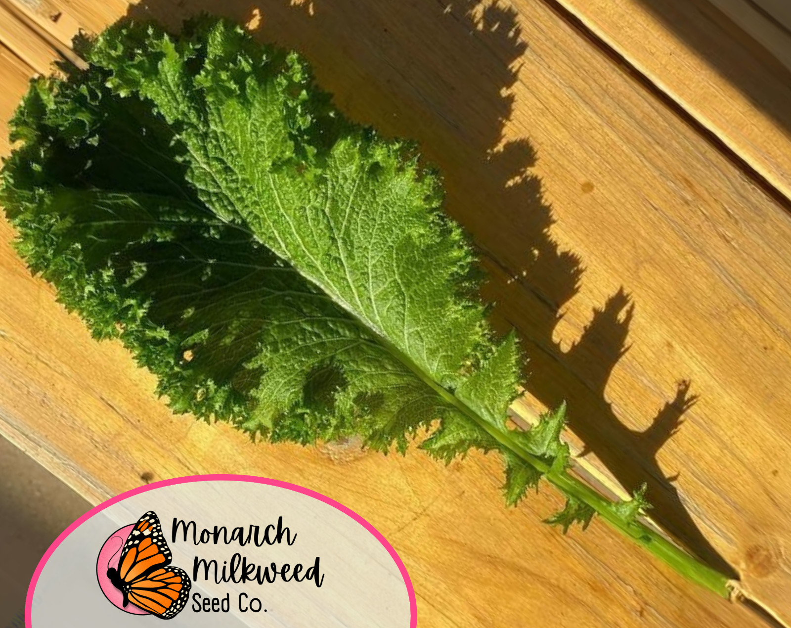 3700+ Mustard Seeds ‘Southern Giant Curled’ | Heirloom, Non-GMO Vegetable Garden
