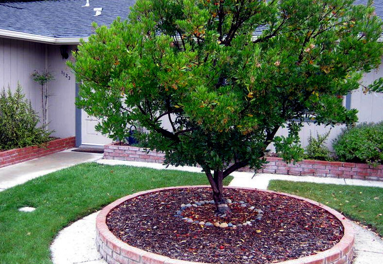 STRAWBERRY TREE SEEDS Arbutus Unedo Garden Fruit Plant Irish Killarney RARE!
