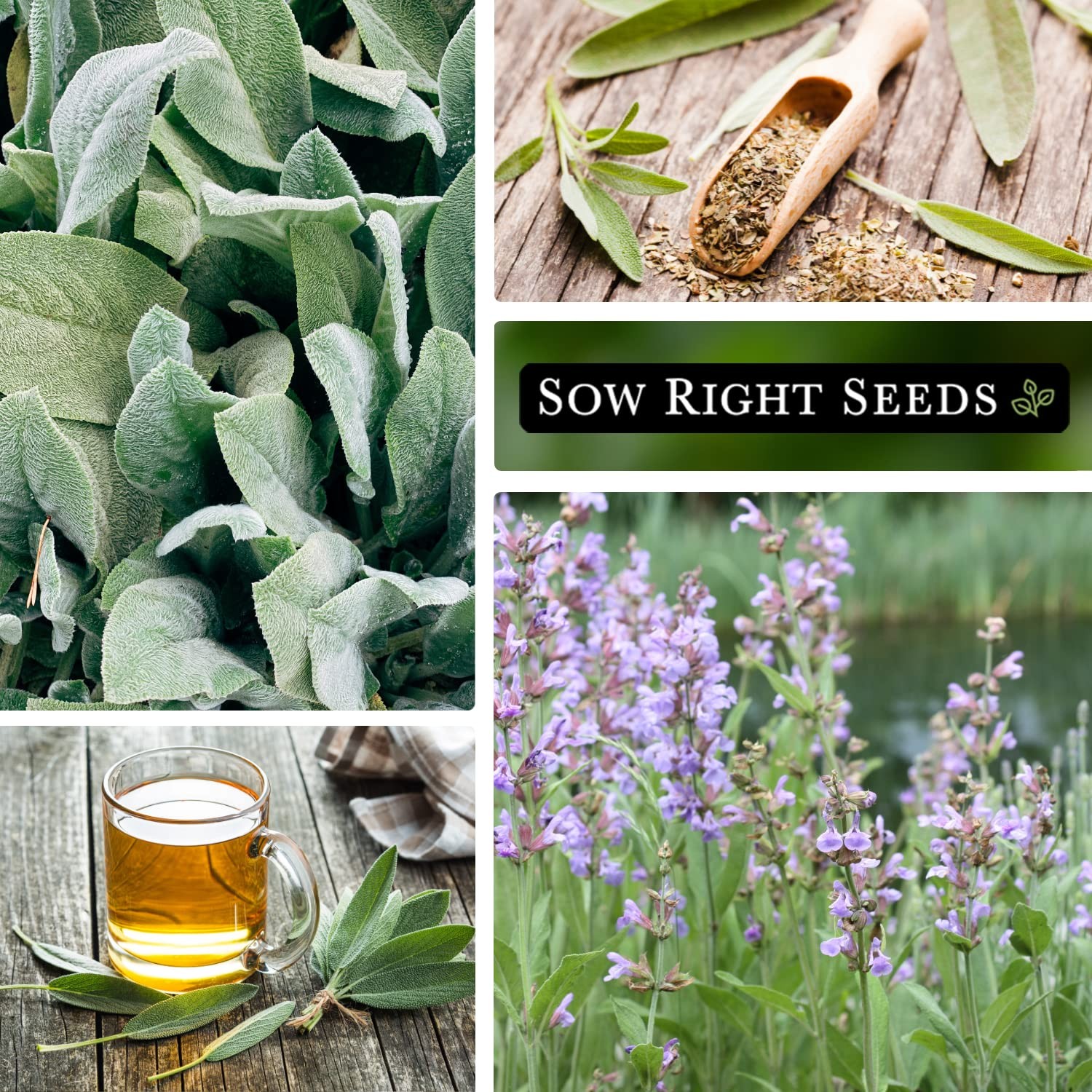 Sow Right Seeds Sage Seeds for Planting NonGMO Heirloom Packet with Instruc…