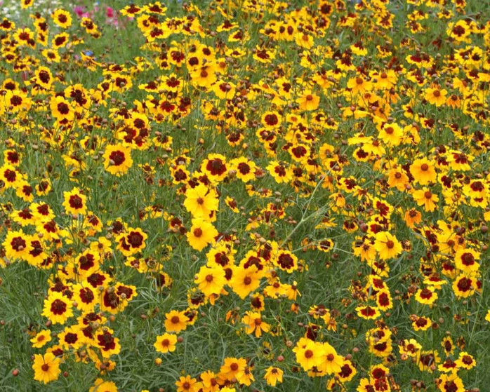 Landscaper’s DRY AREA BLEND Wildflower Mix w/Perennials Non-GMO 5000 Seeds!