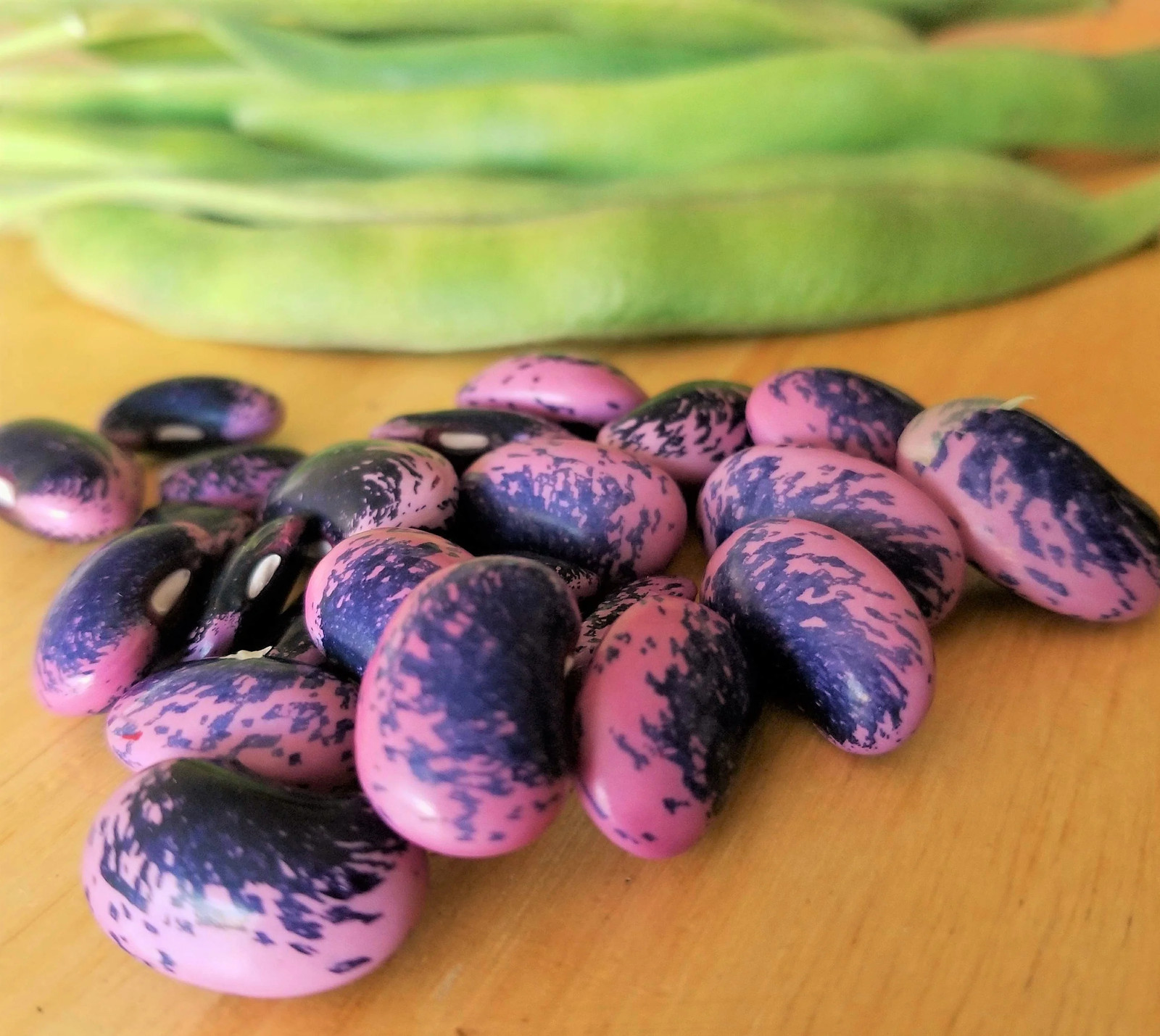 Scarlet Runner Bean Seeds (Pole) | Magic Beans Red Flower Vining Plant Seed 2024