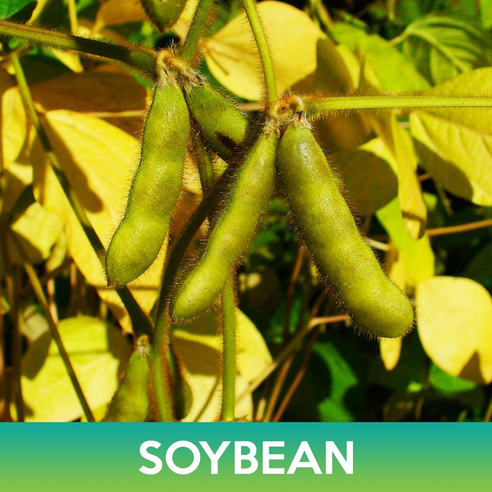 Soybean Seeds, Glycine max