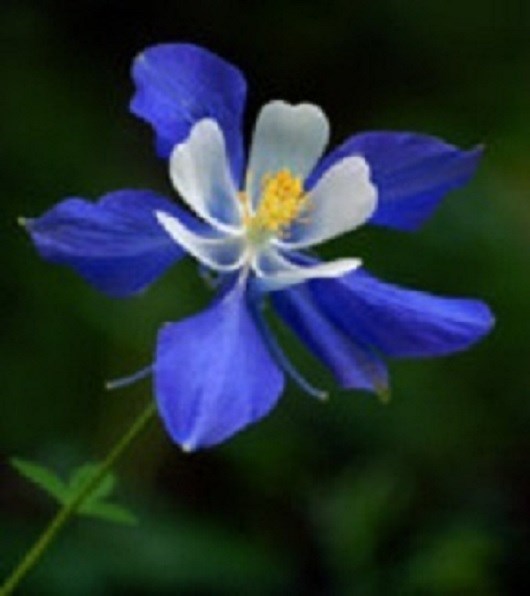 MPB#3 Columbine Seeds Colorado Blue 500 Flower Seeds