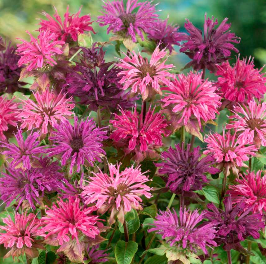 Bee Balm Monarda Didya MIXED COLORS Perennial Hummingbirds Non-GMO 90 Seeds