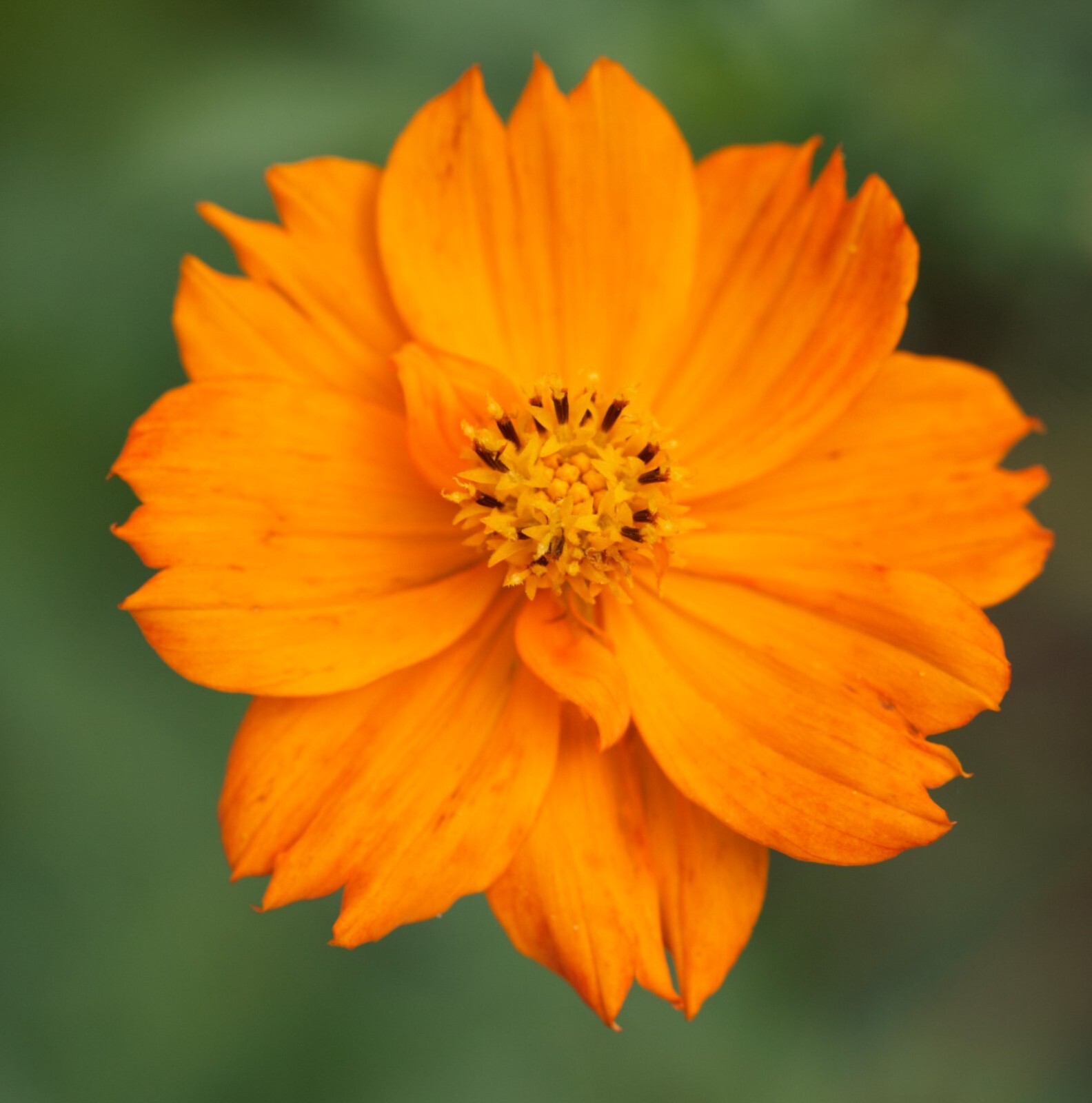 40+ Orange Cosmos Flower seeds – organic crop of 2025