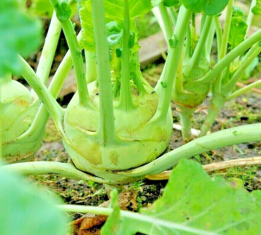 1000 CABBAGE KOHLRABI SEEDS SPRING MICROGREENS VEGETABLE NON-GMO SALADS HEIRLOOM