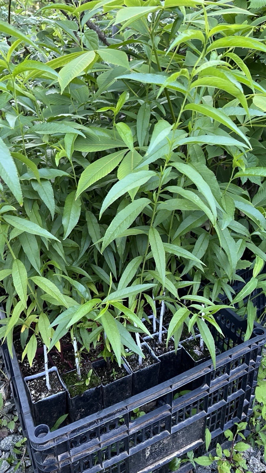 20-24” tall Lovell peach Prunus persicapeach seedling, 1 year old plant bareroot