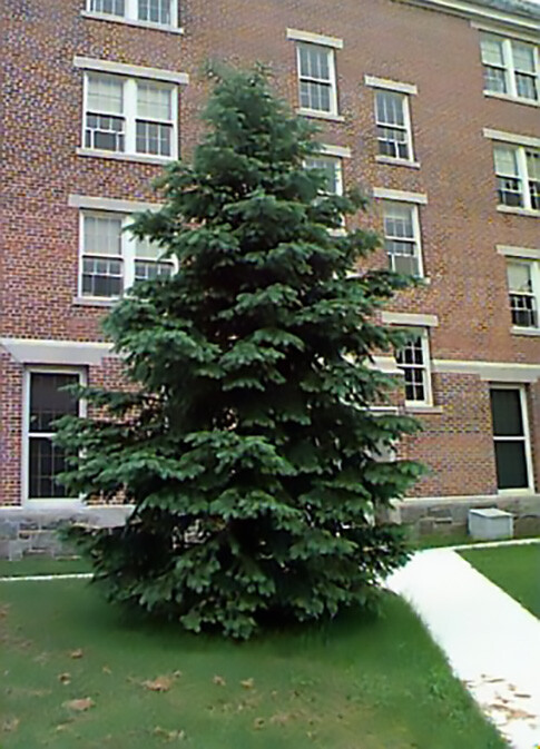 Green Douglas Fir, Pseudotsuga menziesii, Tree Seeds