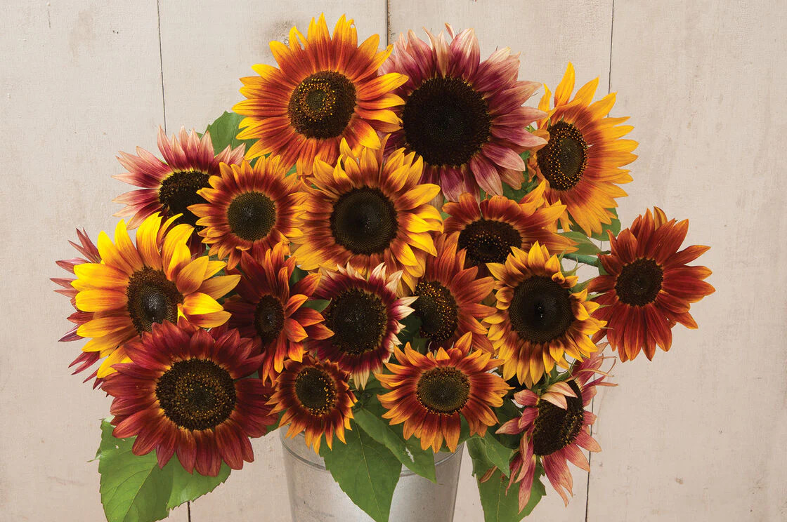 Autumn Beauty Sunflower Seeds | For Planting Orange Garden Sun Flower Seed 2023