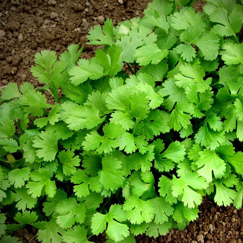 Cilantro ‘Leisure’ Slow-Bolt Seeds – Heirloom Non-GMO Coriander 100 Seeds