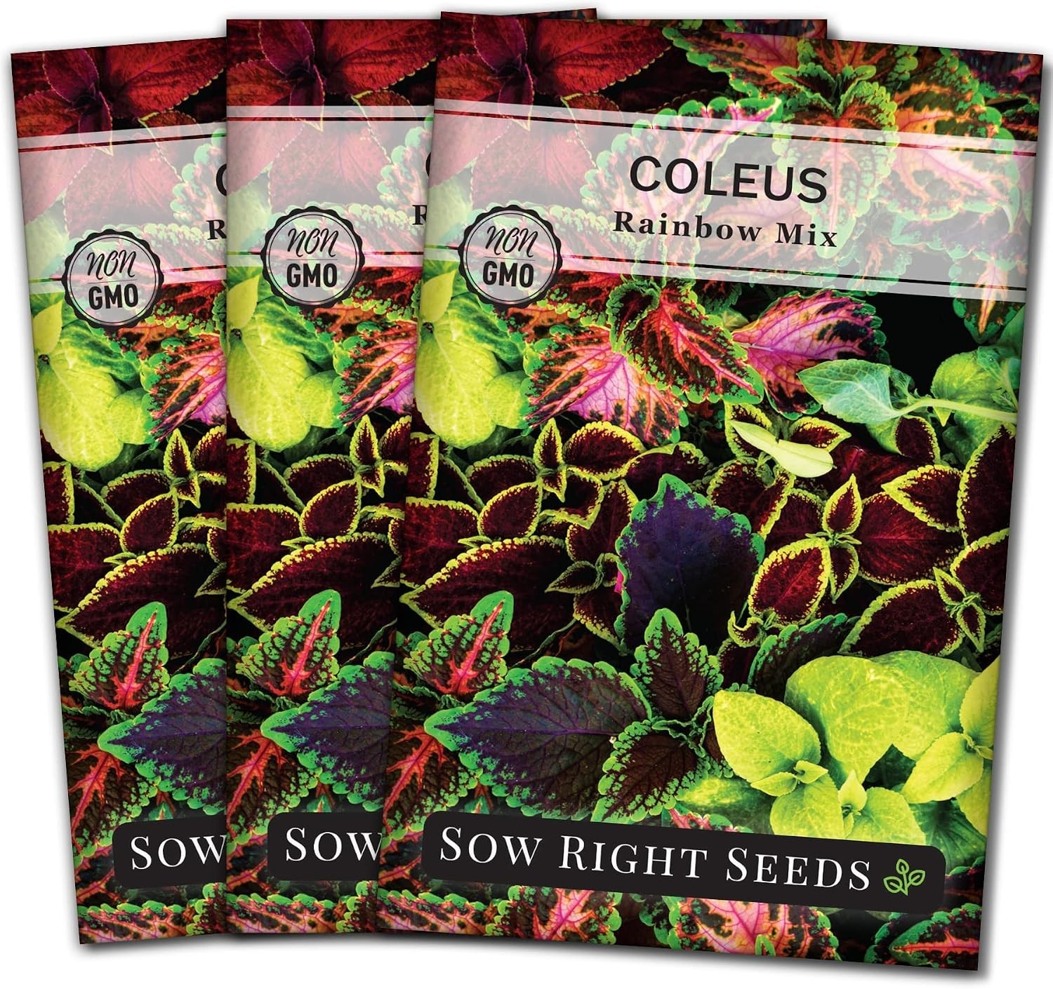 Easy to Grow Rainbow Mix Coleus Seeds – Non-GMO Tropical Colors for Gardeners