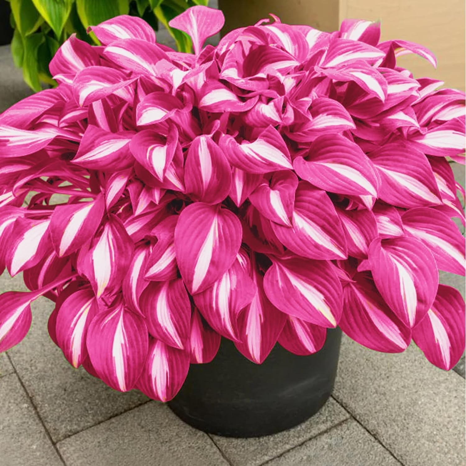 Hosta Seeds, 160+ Non-GMO Heirloom Shade Plants, Hardy Perennial Garden Foliage