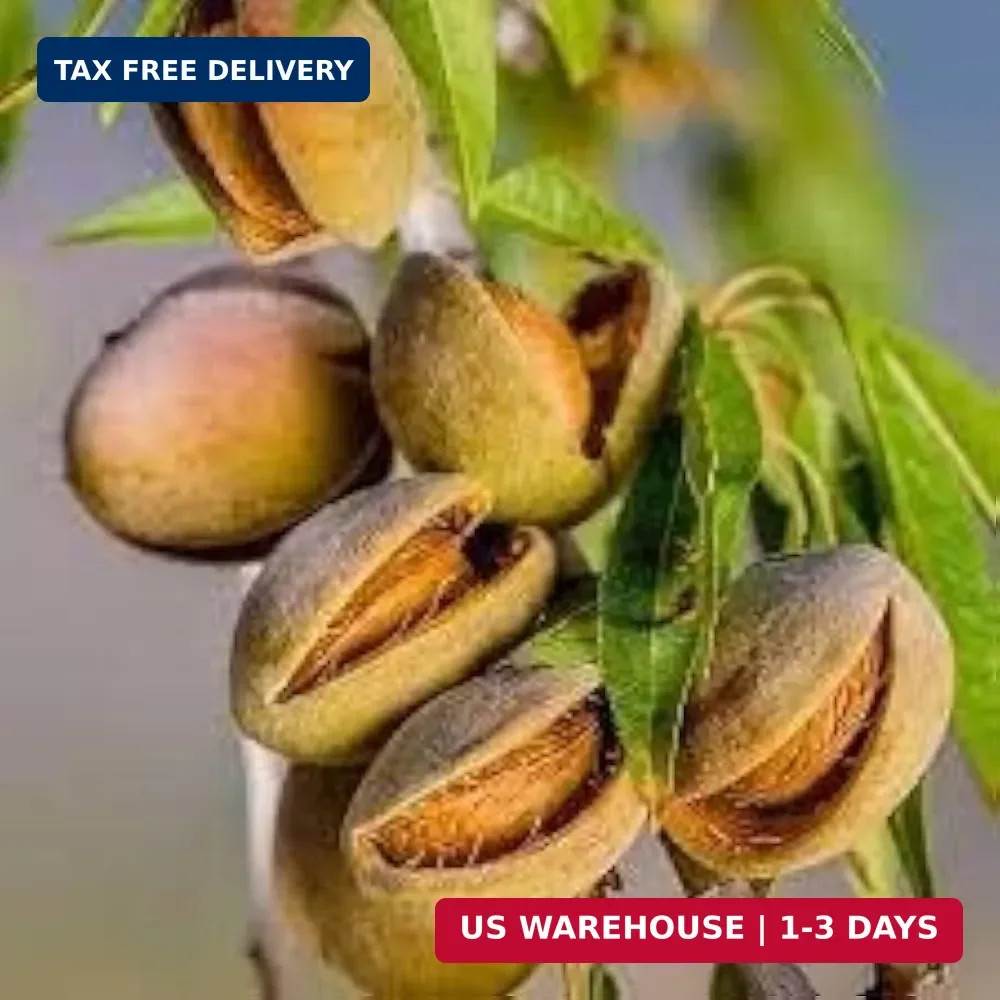5pcs Fresh Almond Tree Seeds, Premium Heirloom Variety for Planting, Fast-Growin