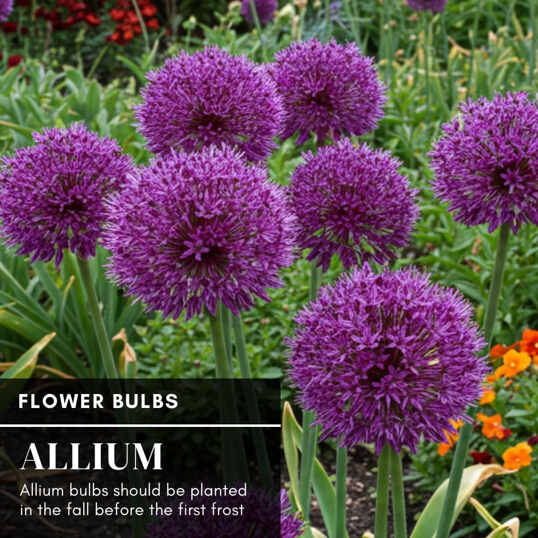 5 Dark Purple Allium Bulbs – Blooming Onion, Perennial Garden Flower – Fall B…