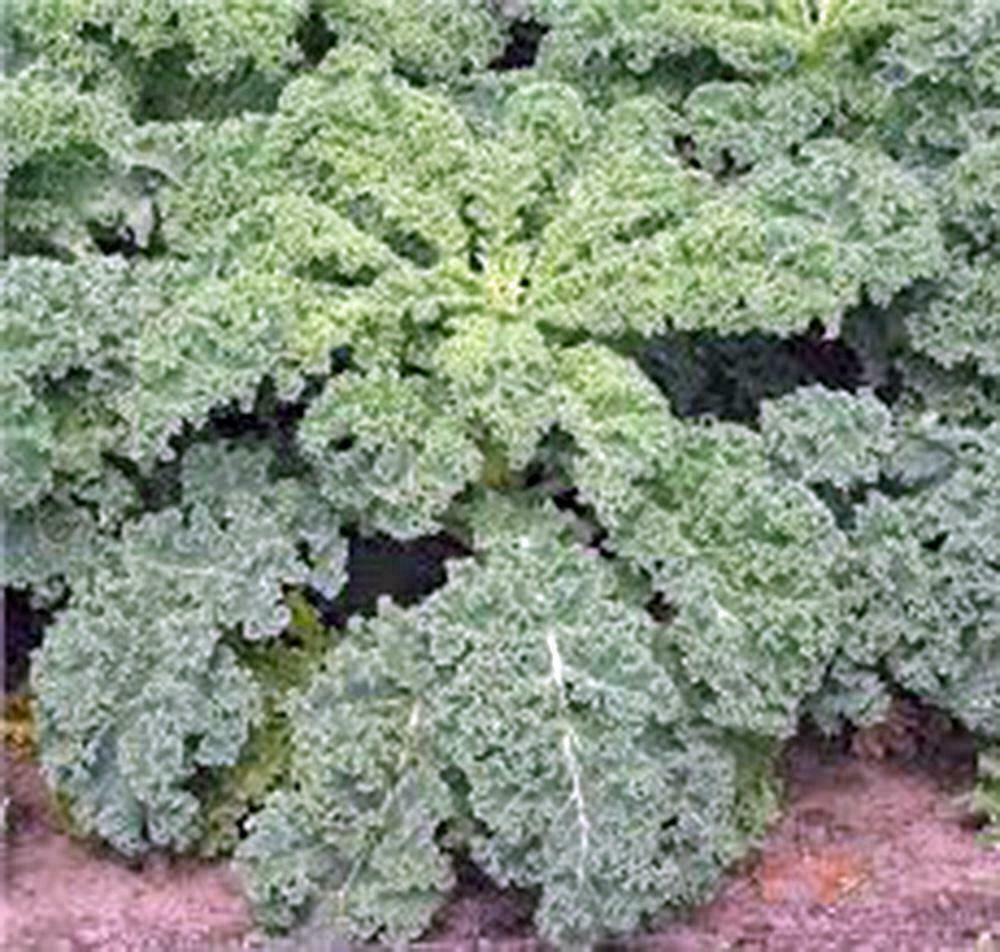 KALE SEED, DWARF SIBERIAN, HEIRLOOM, NON GMO,100+ SEEDS, HEALTHY GREENS