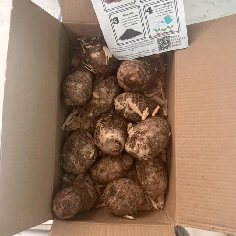 10 LIVE Colocasia Esculenta Elepant Ear Taro Gabi Kalo Eddo Bulbs READY to GROW