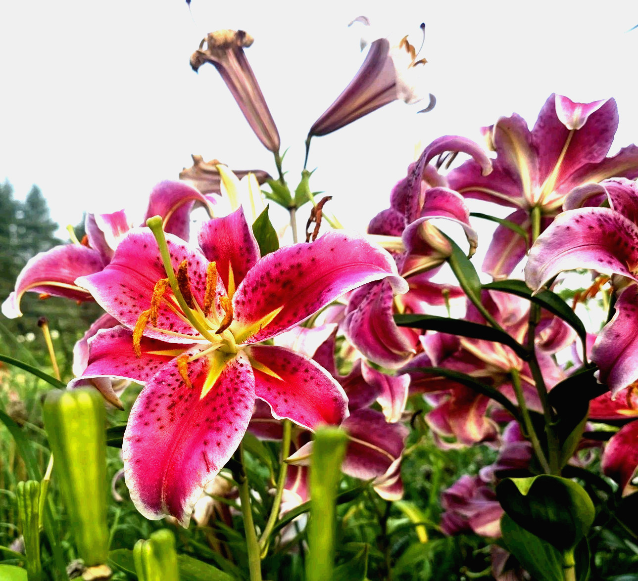 Lily Flower Bulbs 4 Stargazer Pink Flowers Oriental Orienpet Tree Lilys Plants