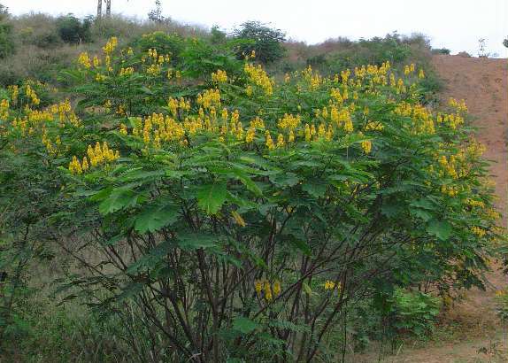 Candle Bush, (Senna alata), Cassia alata, Shrub Seeds