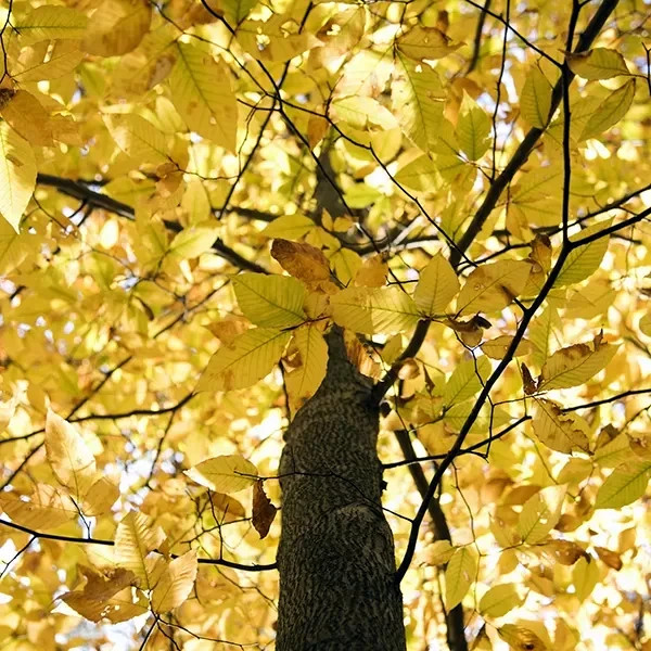 100 American Beech Tree Seeds (Fagus grandifolia) Hardy Zones 3-9 Fresh Nov. 25