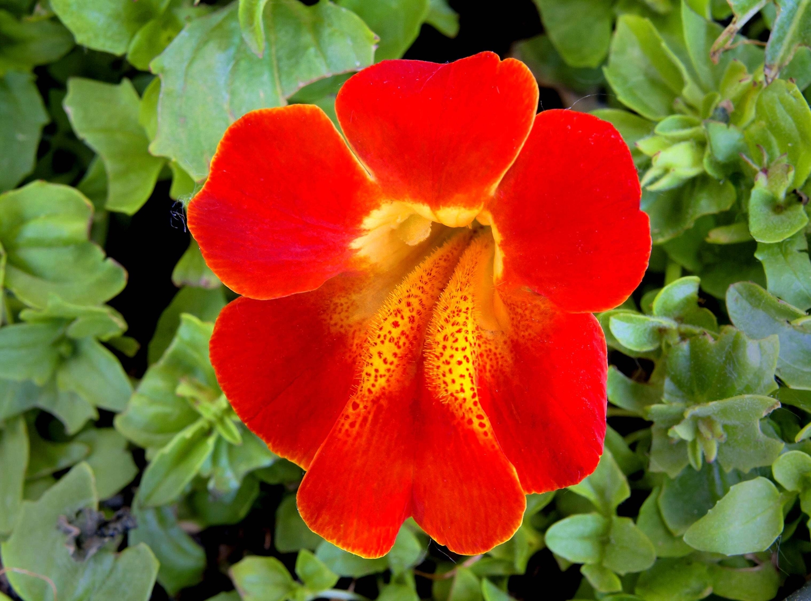 100 Twinkle RED MONKEY FLOWER Mimulus Seeds *Flat S/H