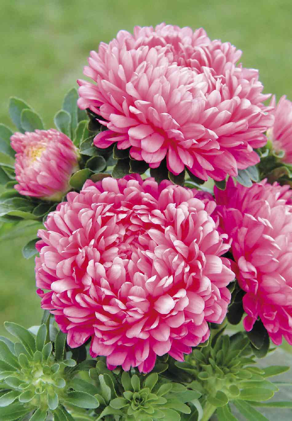 50 Seeds ASTER MILADY MIX Callistephus Dwarf, 10” tall, 3” flowers, fresh