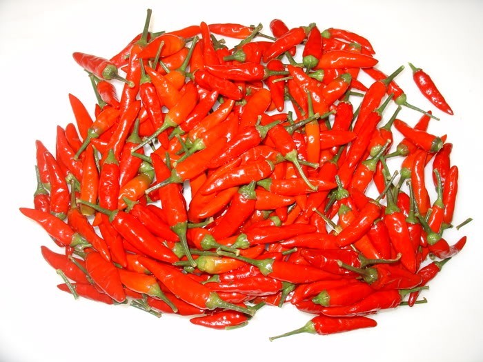 TABASCO PEPPER SEEDS * PEPPER SAUCE* HOT * POPULAR* PROLIFIC*CONTAINER CHOICE*