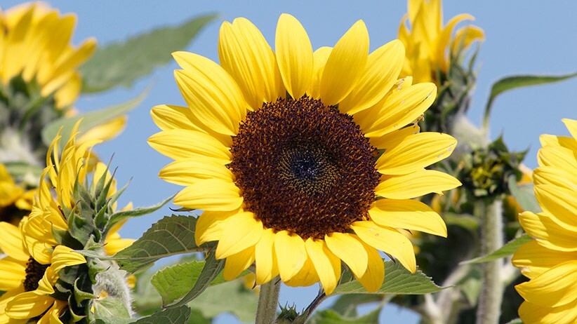 40 Sunflower seeds Yellow Multi Flowered 6 ft tall flower centers 6- 8 inches