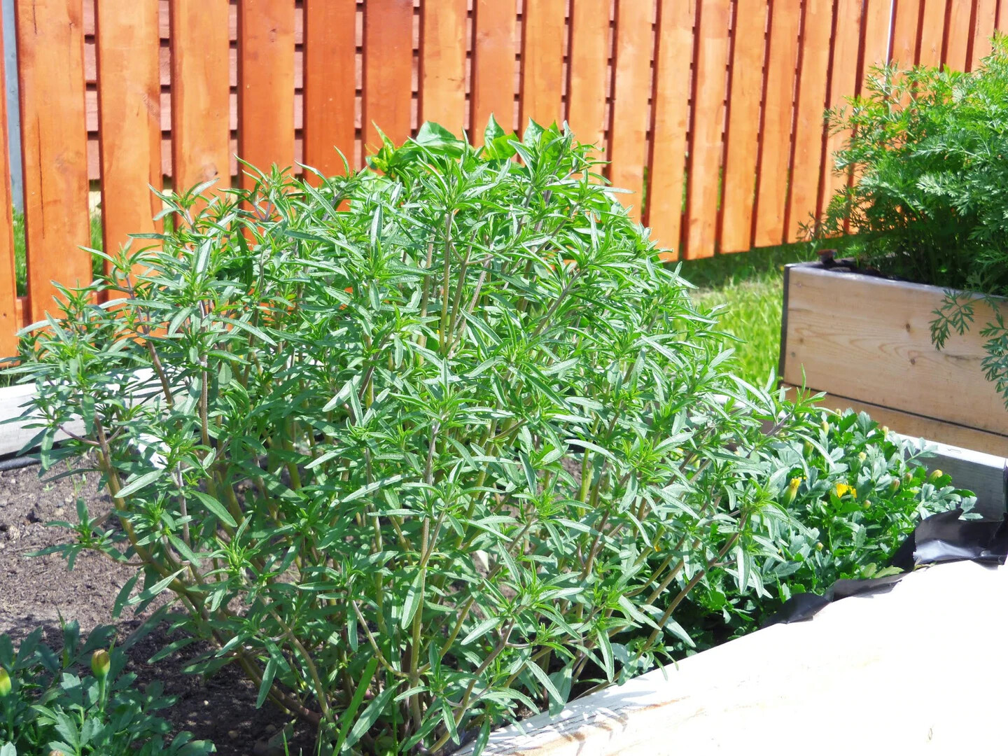 SUMMER SAVORY 300+ SEEDS ORGANIC CULINARY HERB (Satureja Hortensis)