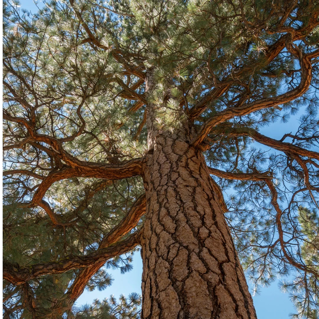50+ Ponderosa Pine Seeds Pinus ponderosa Fast Hardy Fragrant Evergreen